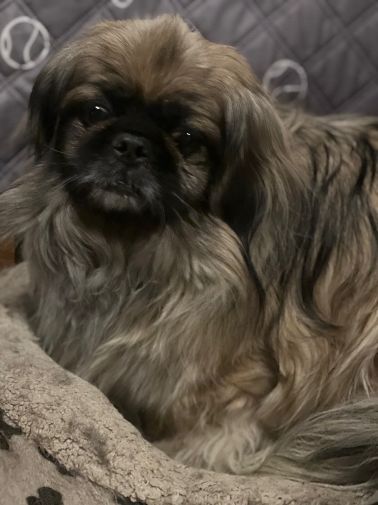 Doc, an adoptable Pekingese in Crossville, TN, 38557 | Photo Image 3