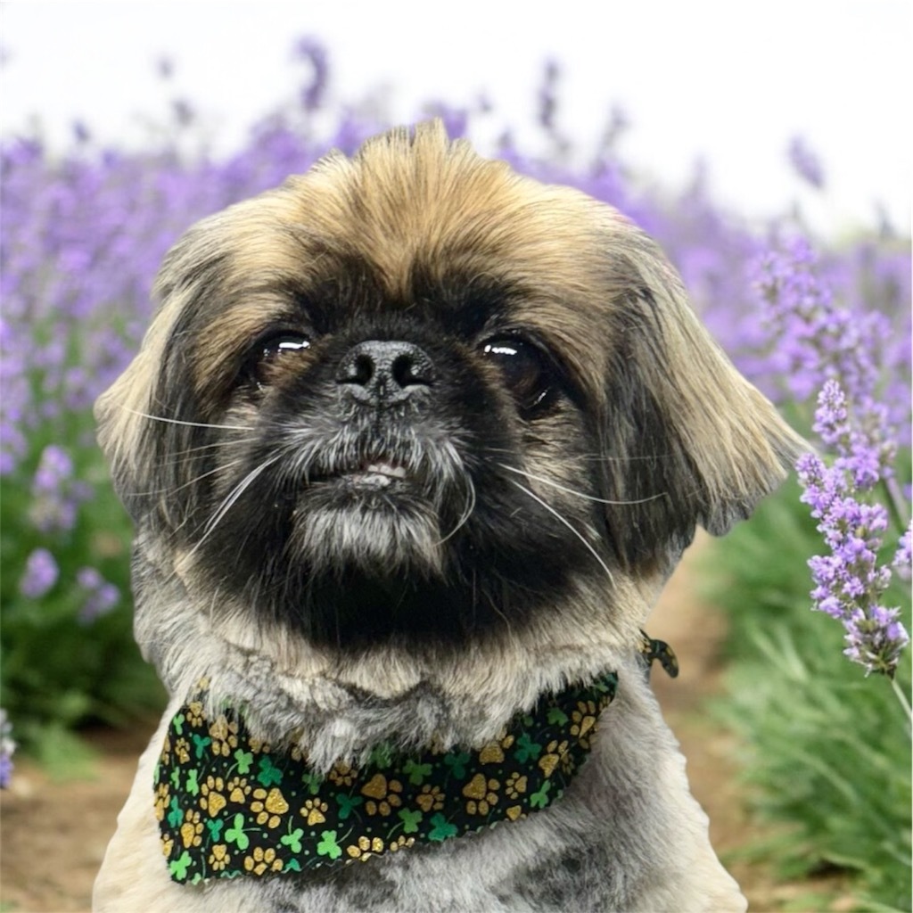 Doc, an adoptable Pekingese in Crossville, TN, 38557 | Photo Image 4