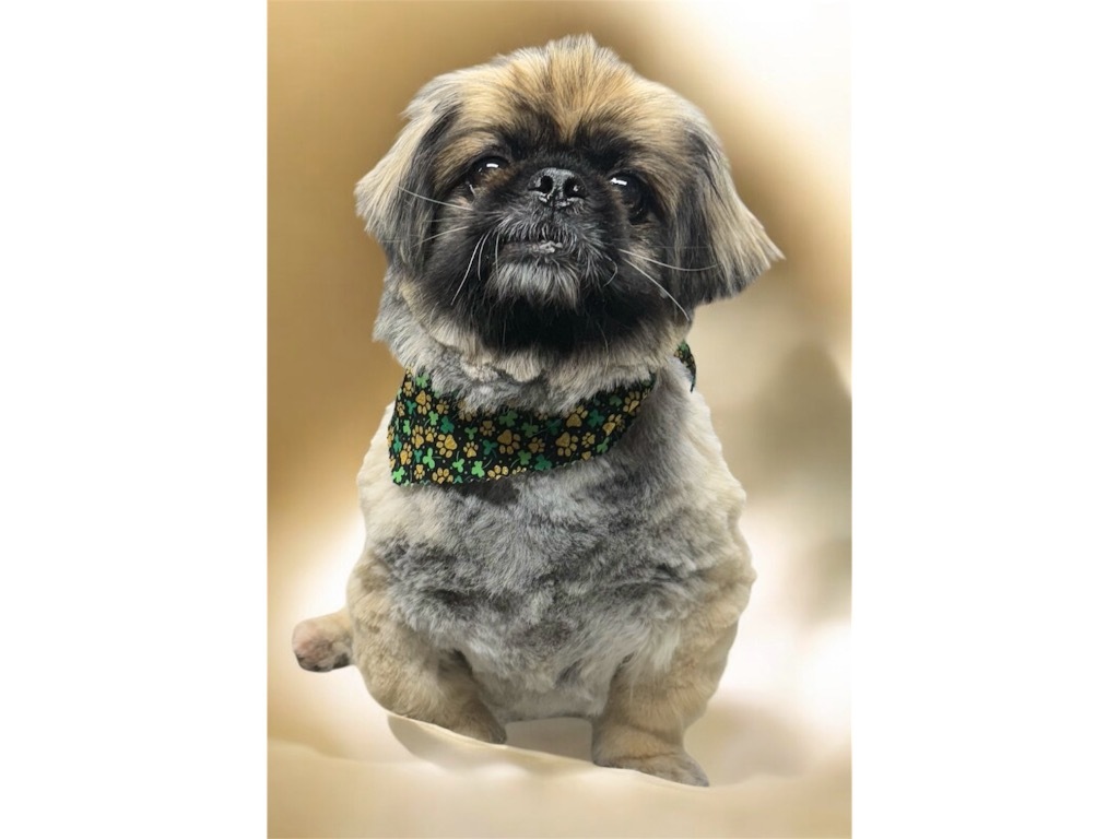 Doc, an adoptable Pekingese in Crossville, TN, 38557 | Photo Image 5