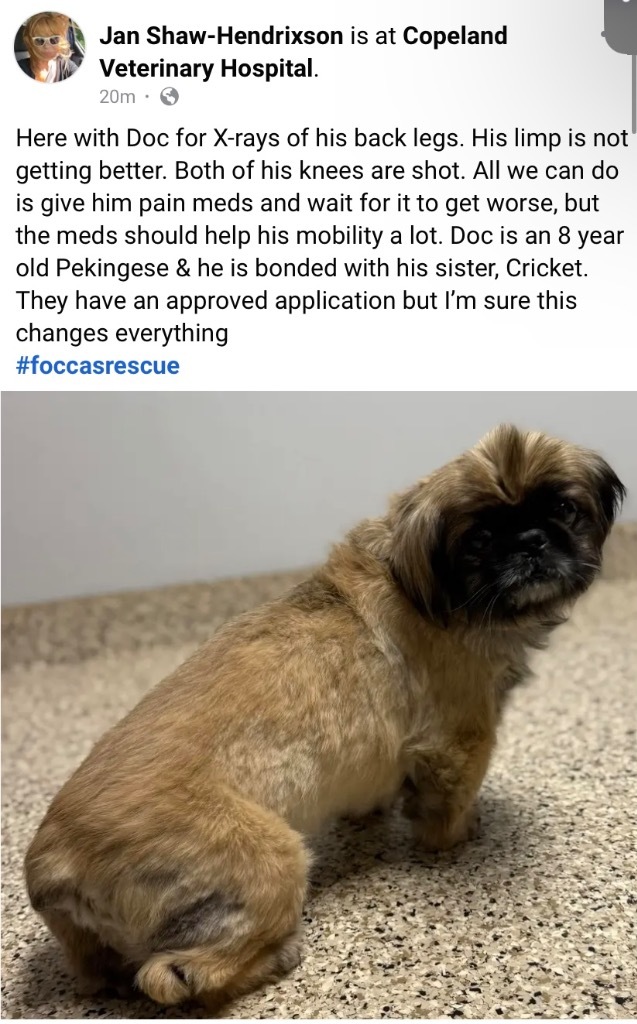 Doc, an adoptable Pekingese in Crossville, TN, 38557 | Photo Image 6