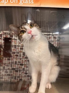 RescueCats IncDate of birth 9123 Photos taken on 22325 Sweet kitty She is spayed treated 
