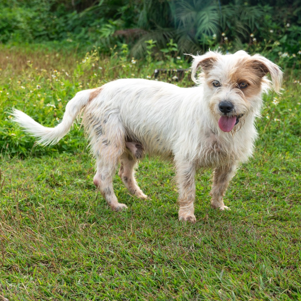 Sir Woofington, an adoptable Affenpinscher in Mangilao, GU, 96923 | Photo Image 1