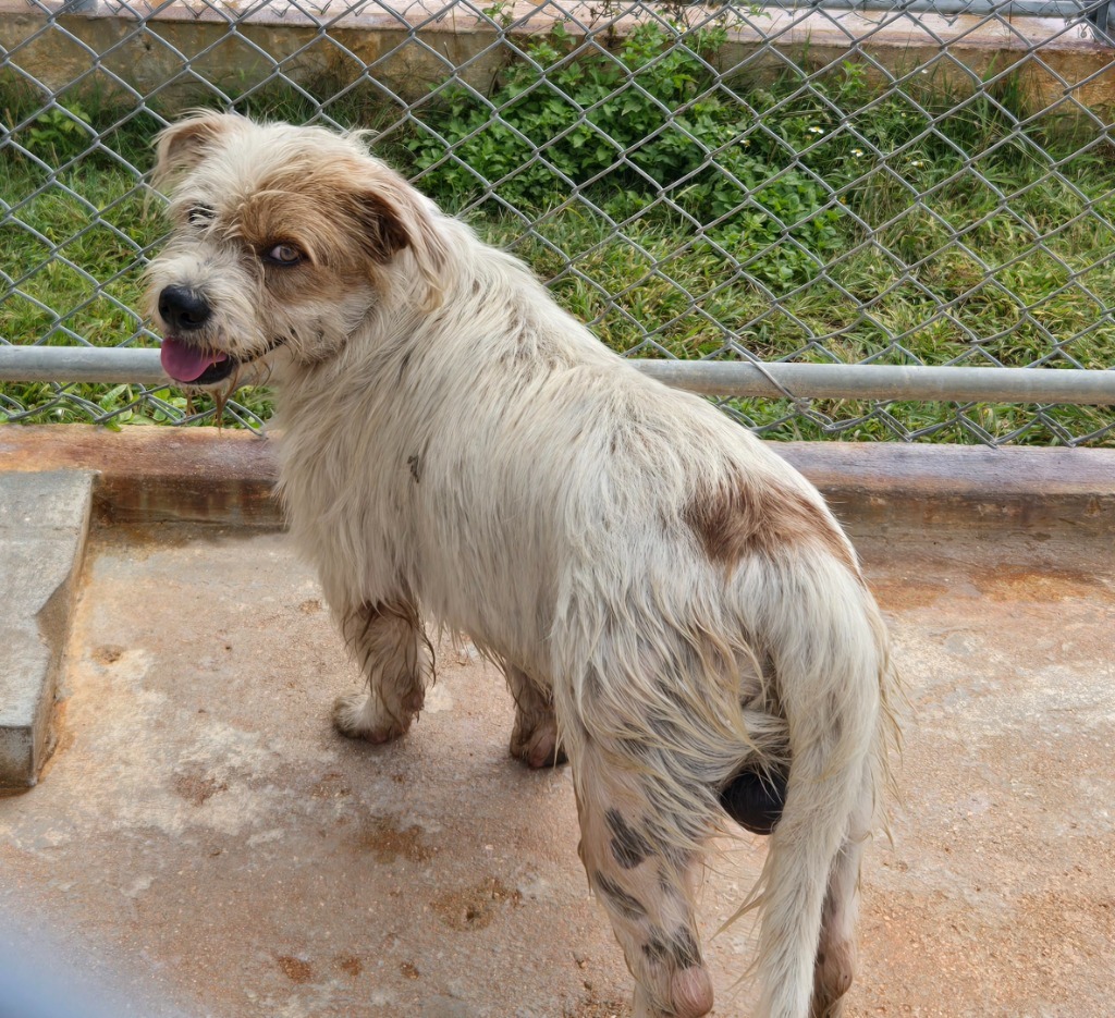 Sir Woofington, an adoptable Affenpinscher in Mangilao, GU, 96923 | Photo Image 2