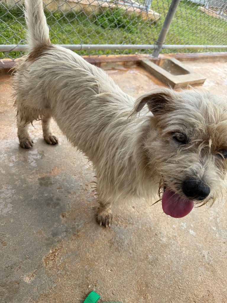 Sir Woofington, an adoptable Affenpinscher in Mangilao, GU, 96923 | Photo Image 3