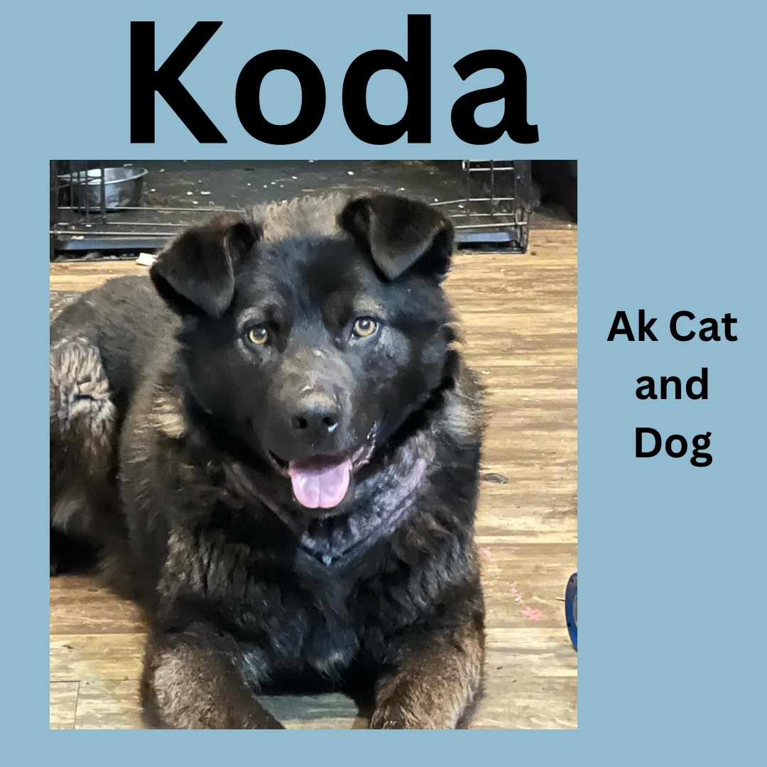 Koda FKA Sting, an adoptable Husky in Wasilla, AK, 99654 | Photo Image 1