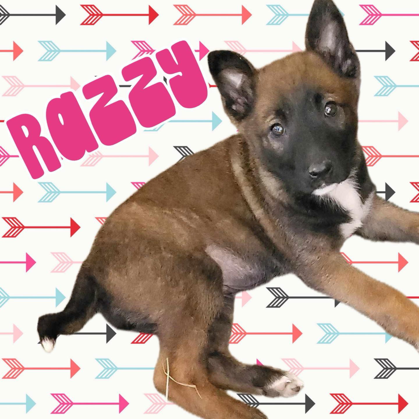 Razzy