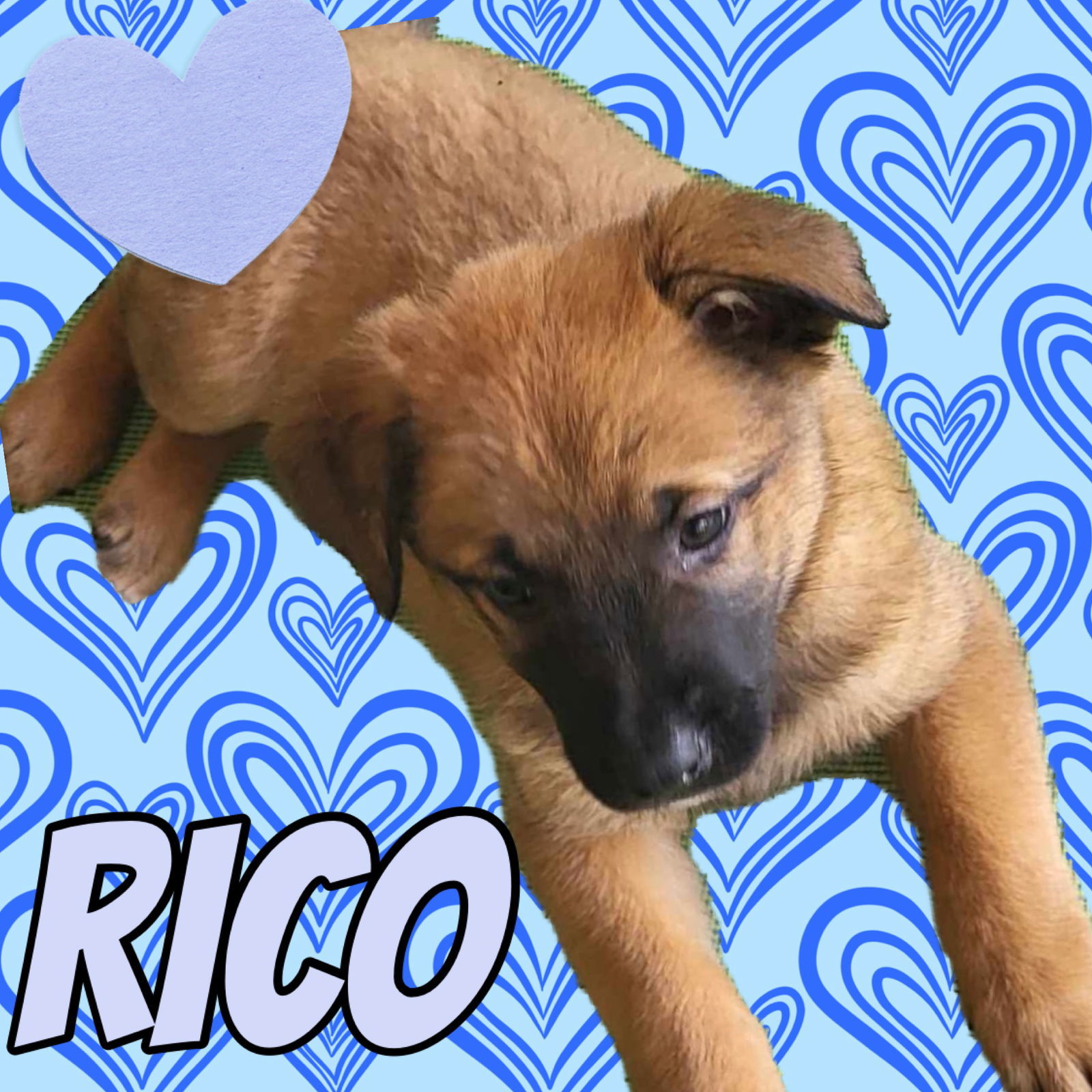 Rico