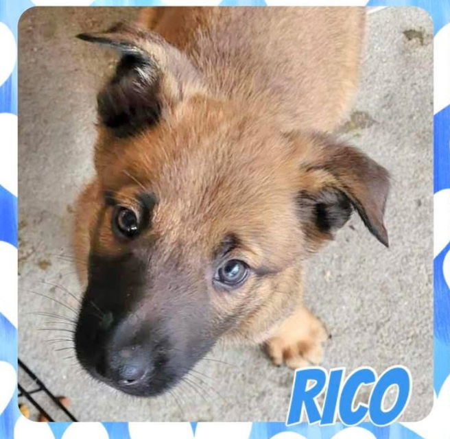 Rico