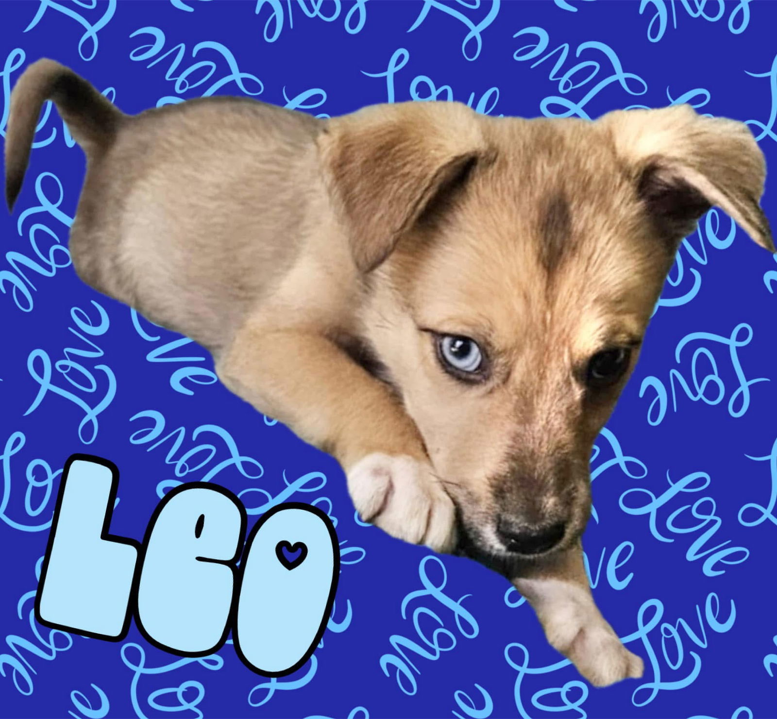 Leo