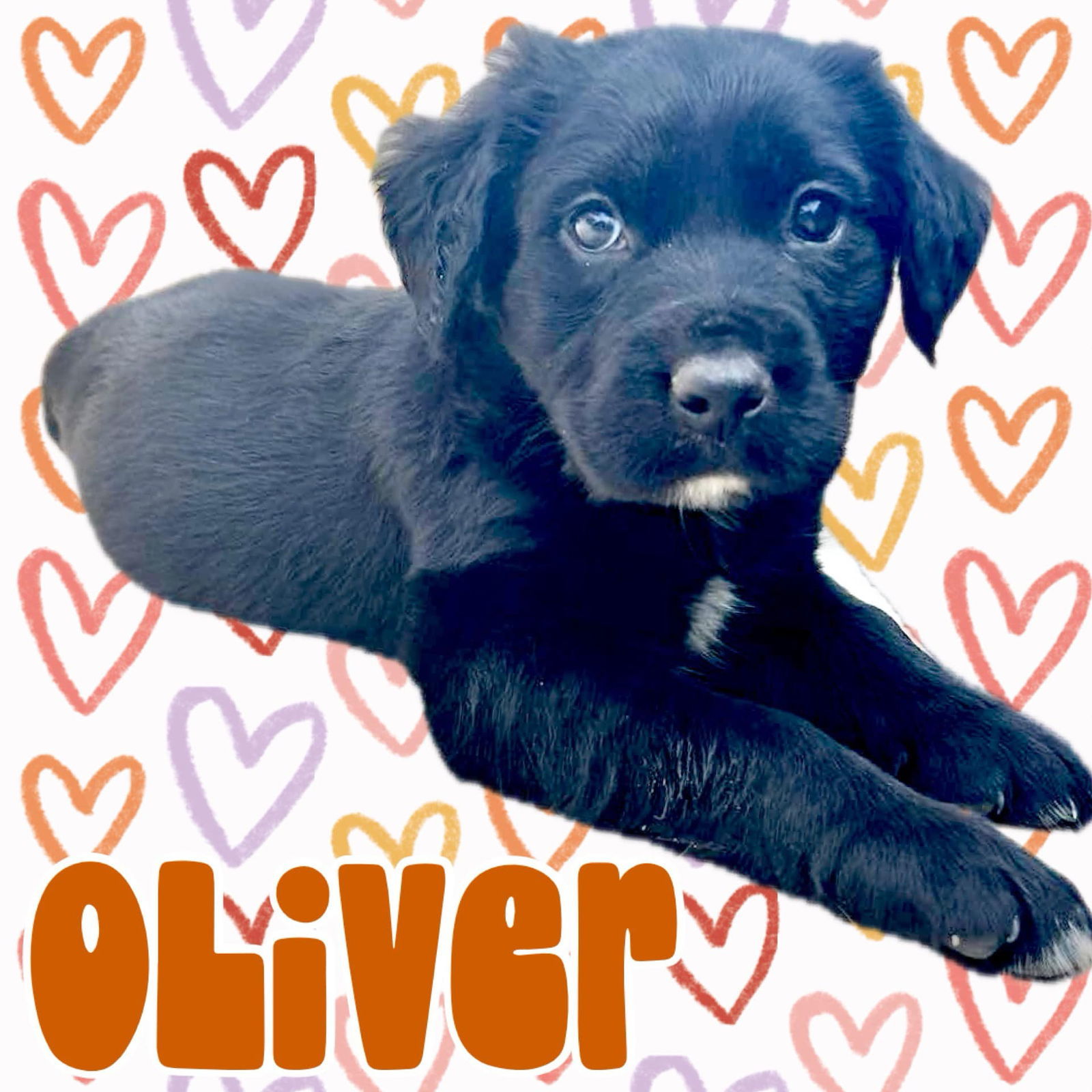 Oliver