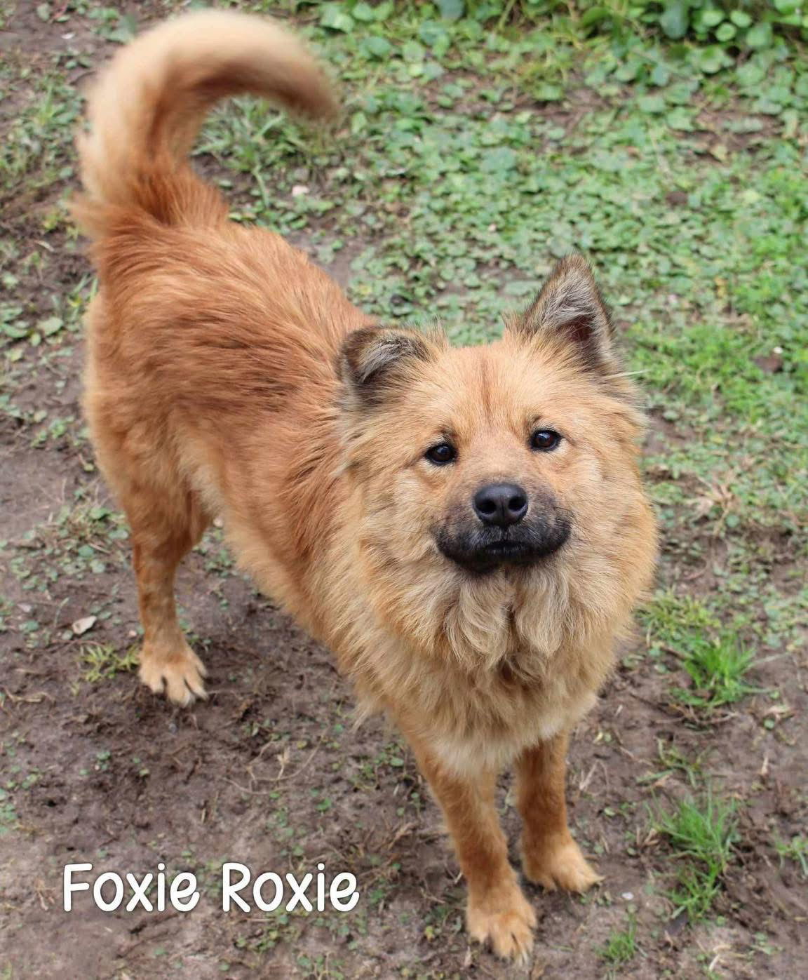 Foxie Roxie, an adoptable Spitz in Grand Bay, AL, 36541 | Photo Image 1