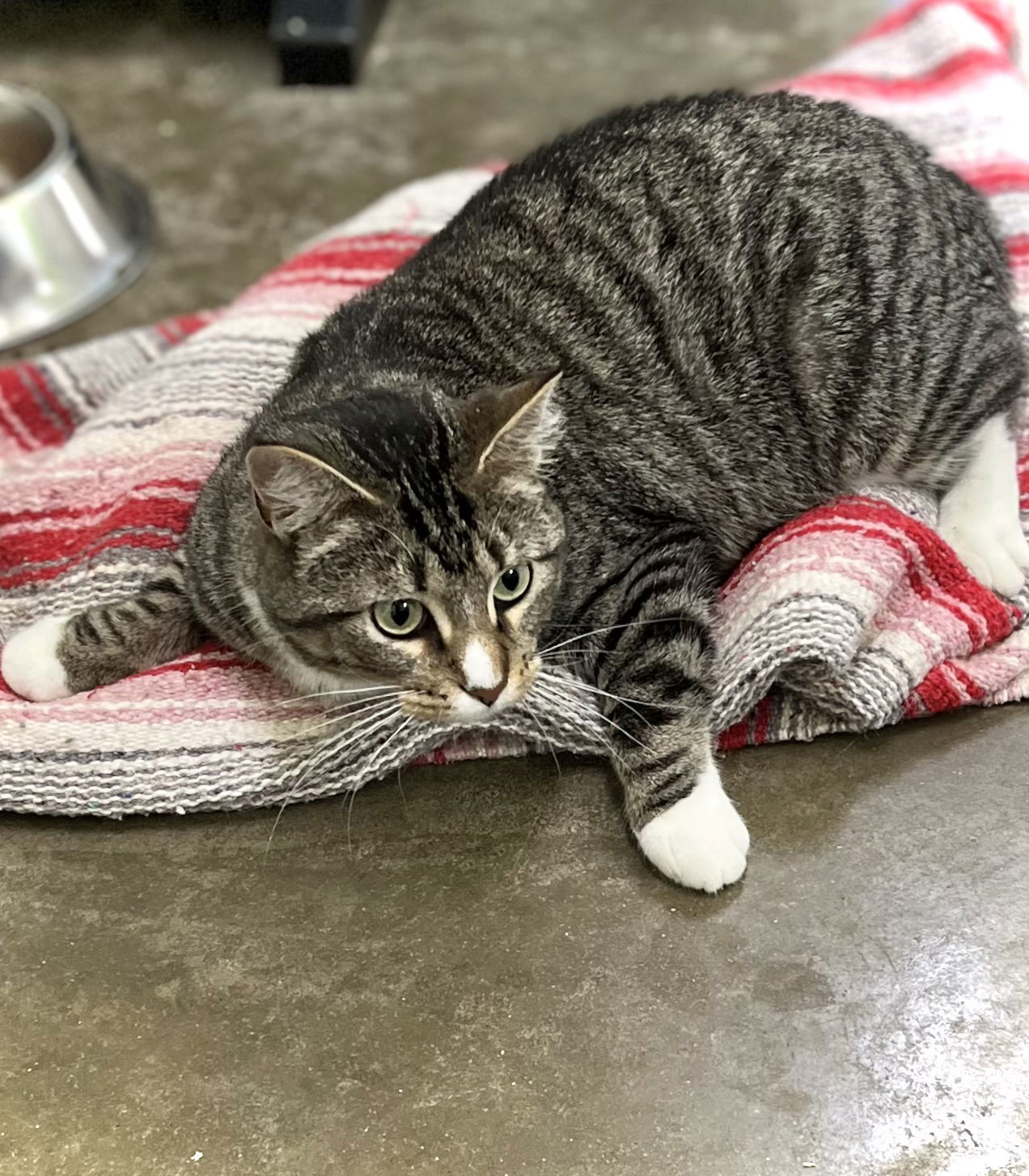 Dolly Purrton, an adoptable Domestic Short Hair in Estherville, IA, 51334 | Photo Image 1