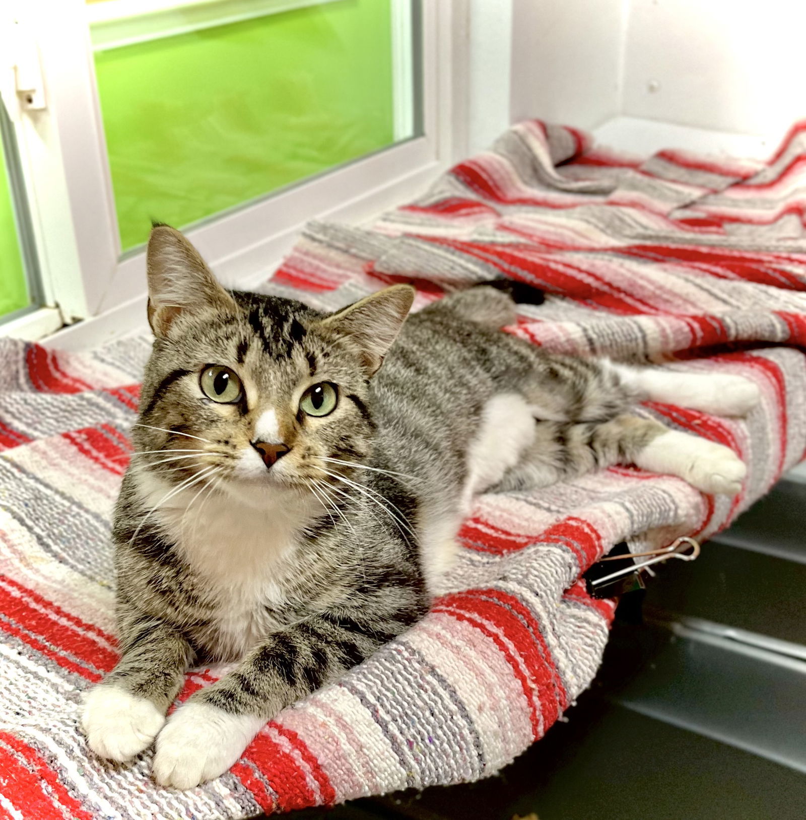 Dolly Purrton, an adoptable Domestic Short Hair in Estherville, IA, 51334 | Photo Image 2