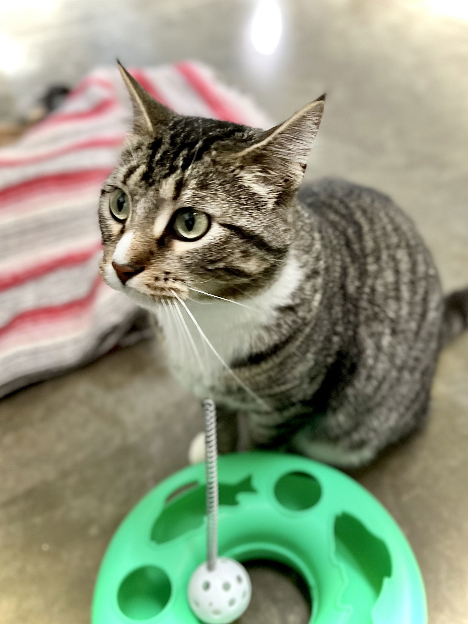 Dolly Purrton, an adoptable Domestic Short Hair in Estherville, IA, 51334 | Photo Image 3