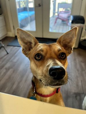 Kit Australian Kelpie Dog