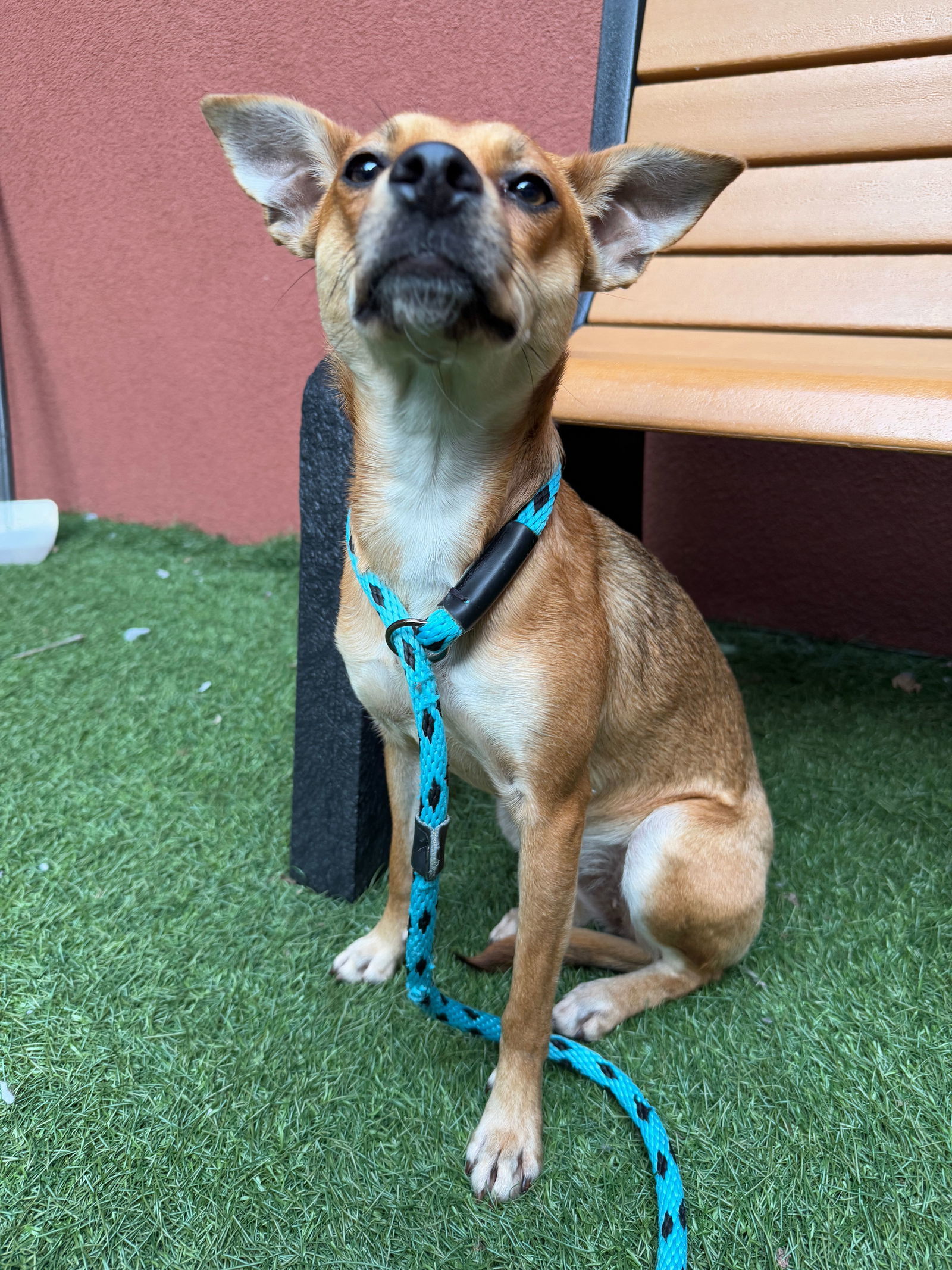 Kit, an adoptable Australian Kelpie, Basenji in San Francisco, CA, 94141 | Photo Image 2