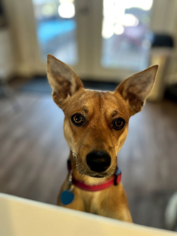 Kit, an adoptable Australian Kelpie, Basenji in San Francisco, CA, 94141 | Photo Image 3