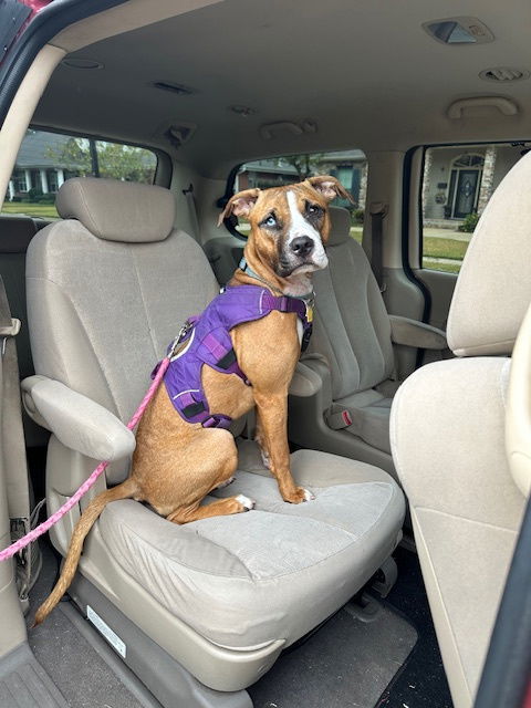 Zoey - Super Cute Pup!