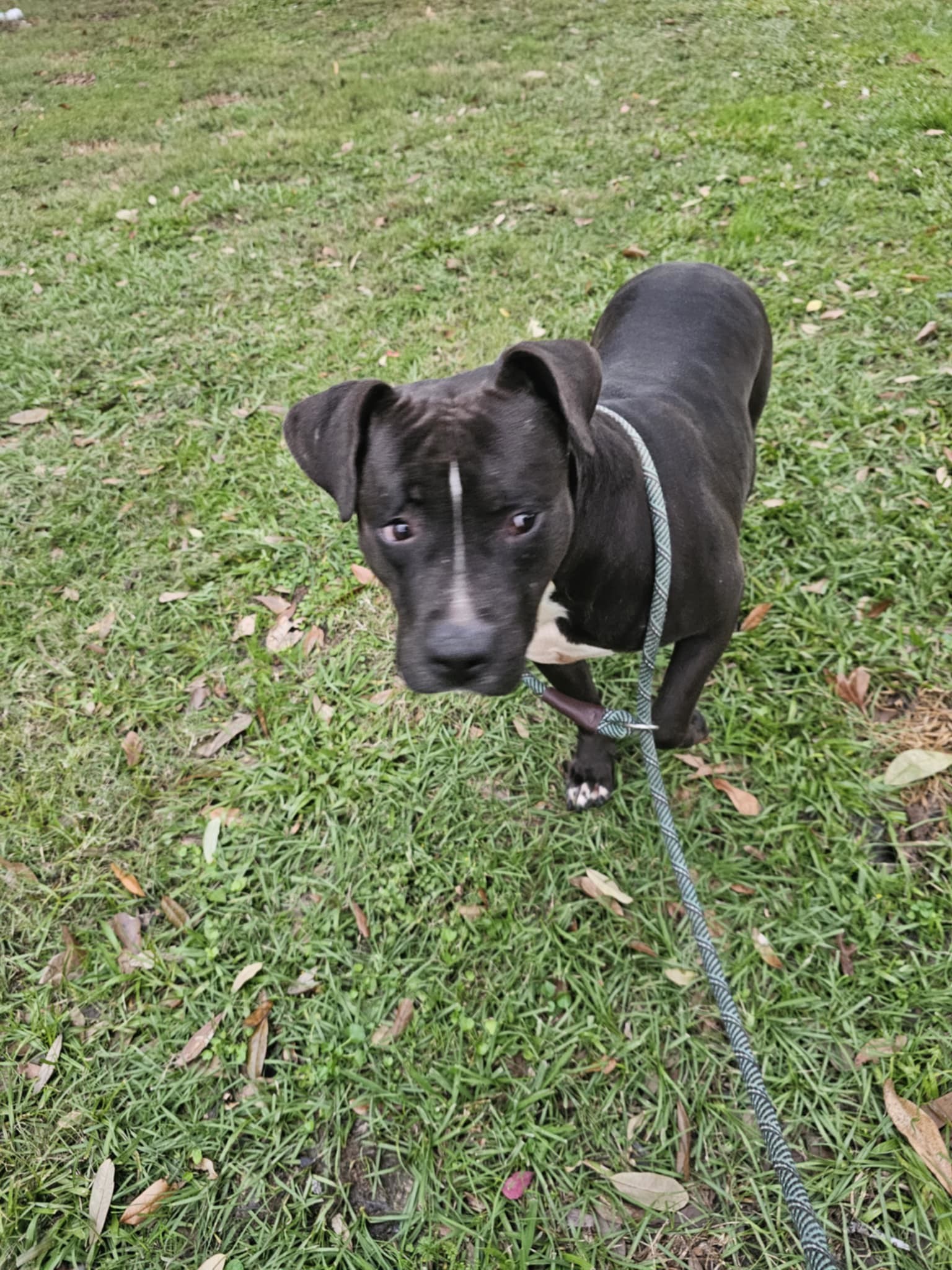 Jax - Sweet Boy!