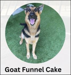 Goat Funnel Cake (CP)