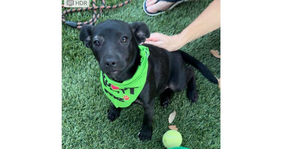 Alliance: LIttle Betty aka Raven