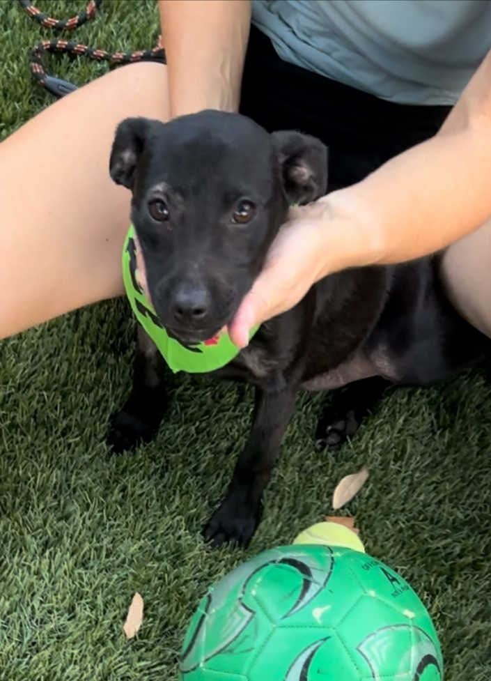 Alliance: LIttle Betty aka Raven