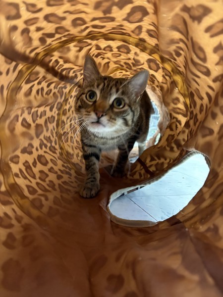 Pebbles