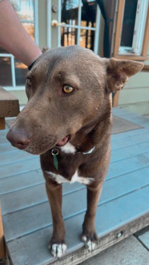 Hunter 2, Adult Male Mixed Breed