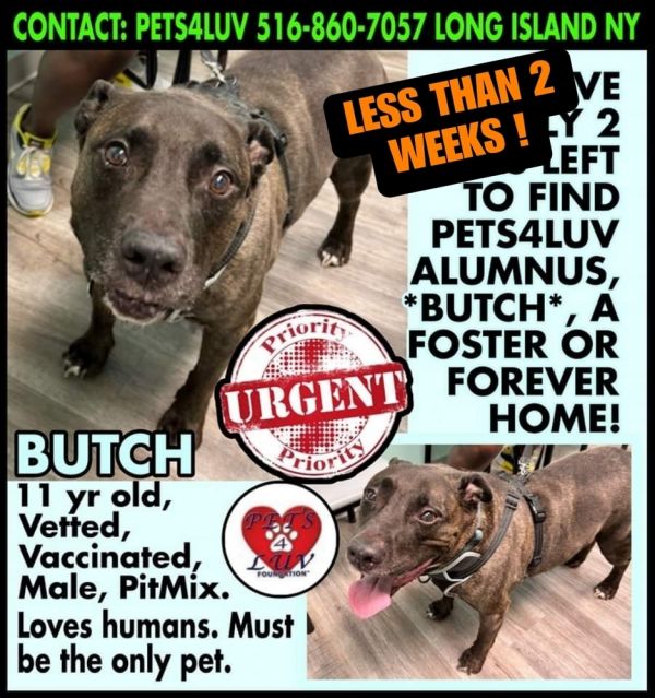 Butch
