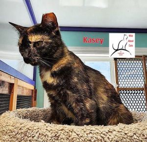 Kasey, Young Female Domestic Short Hair