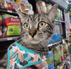 Casserole is a 7-month-old gray tabby with the softest fur and the sweetest heart He may be a littl