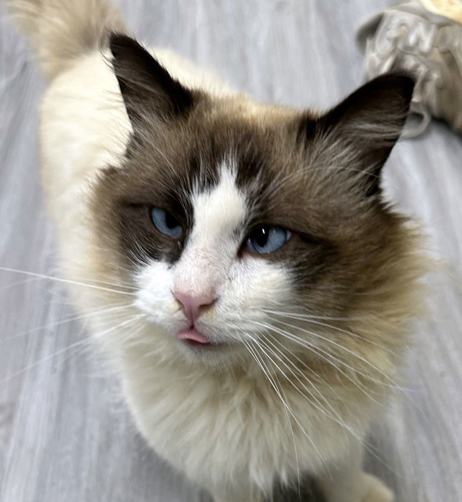 Rocky, an adoptable Ragdoll in Magnolia Springs, AL, 36555 | Photo Image 1