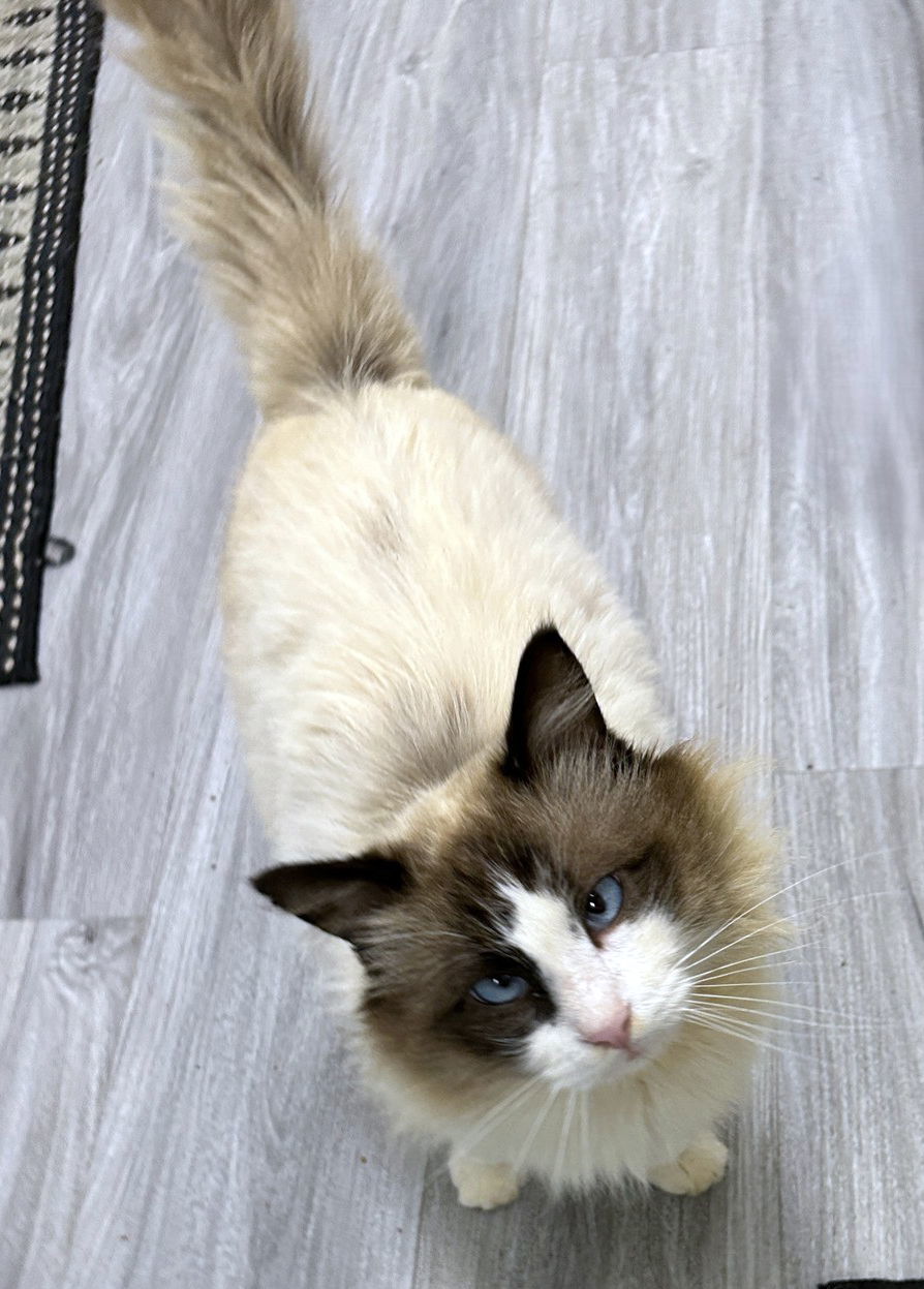 Rocky, an adoptable Ragdoll in Magnolia Springs, AL, 36555 | Photo Image 2