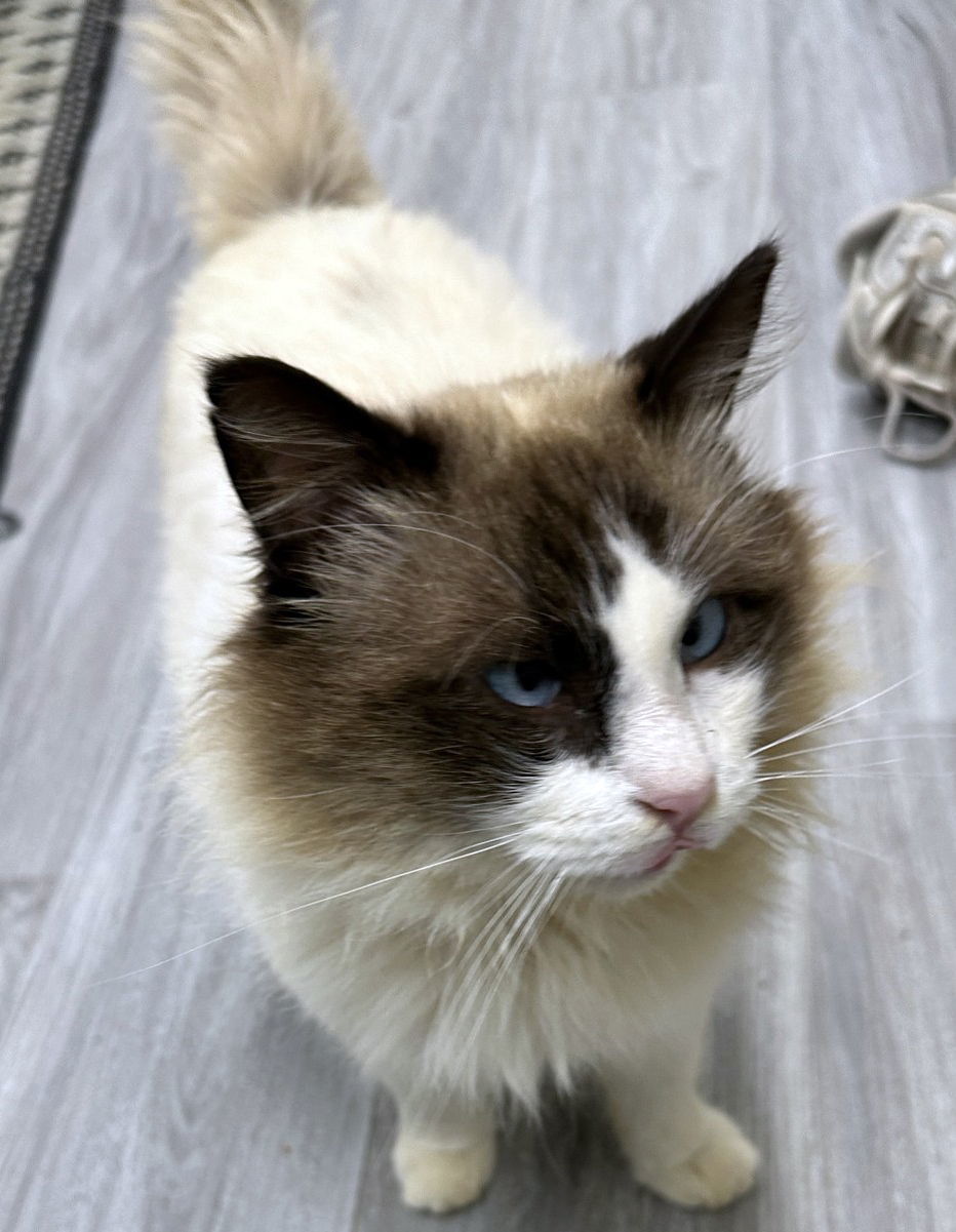 Rocky, an adoptable Ragdoll in Magnolia Springs, AL, 36555 | Photo Image 3