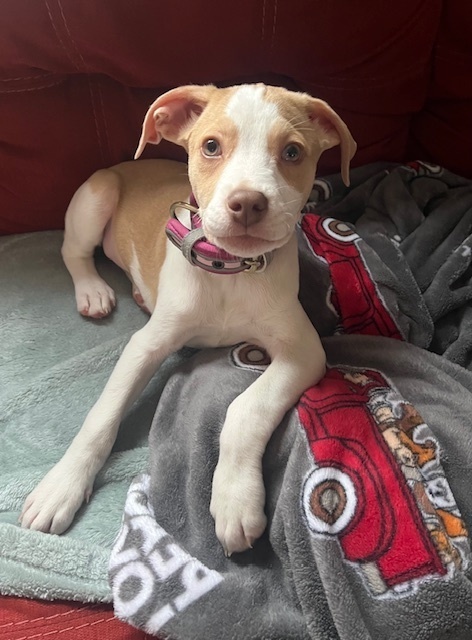 Vixen (Ivy's Litter)