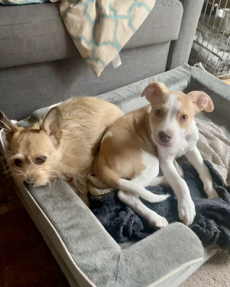Vixen (Ivy's Litter)