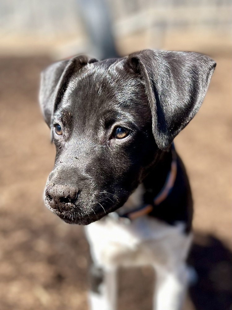 Dancer (Ivy's Litter)