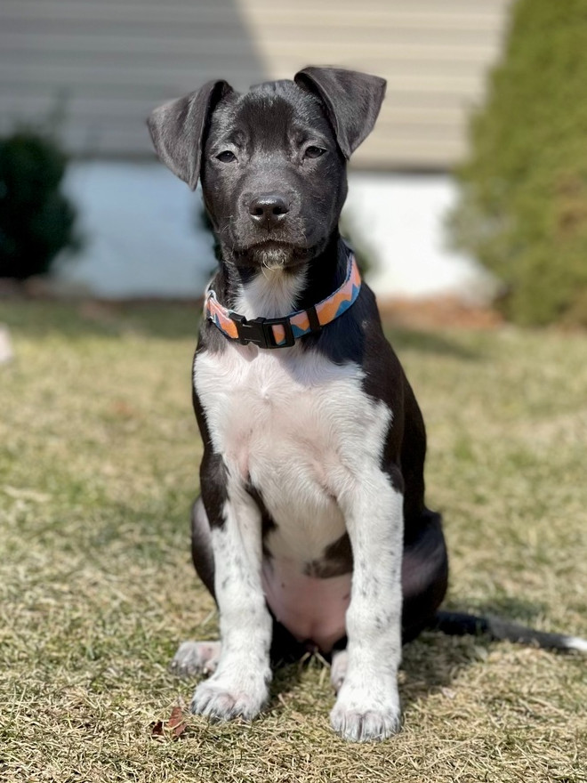 Dancer (Ivy's Litter)