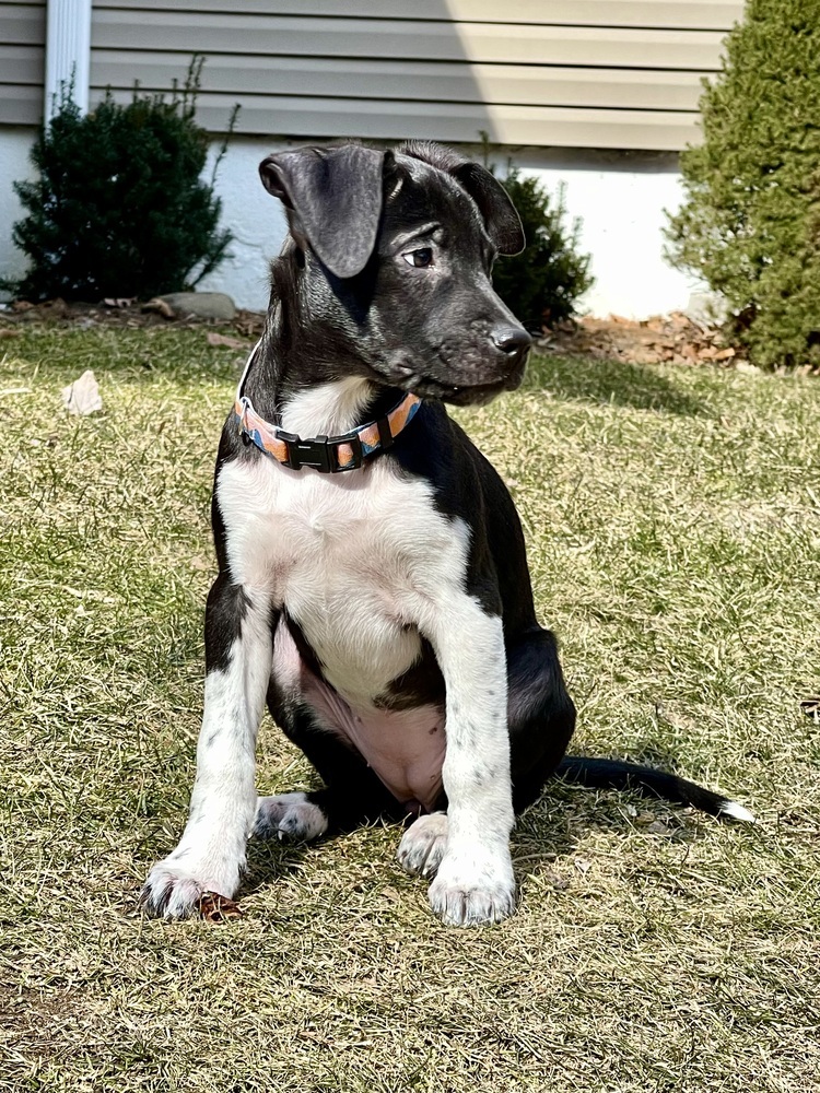 Dancer (Ivy's Litter)
