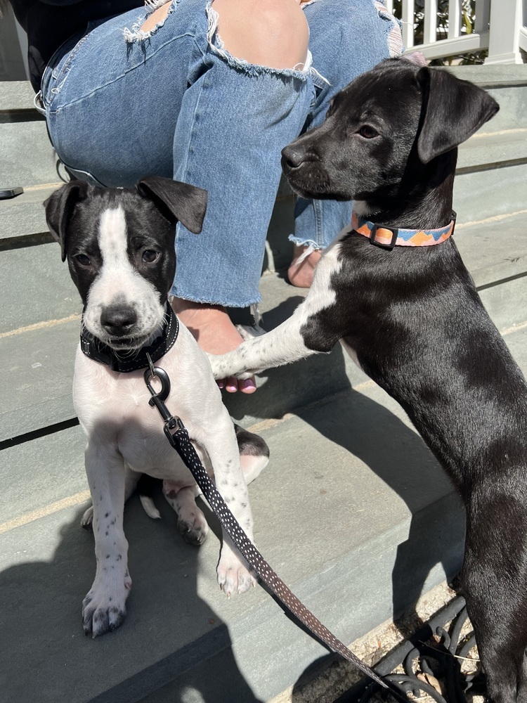 Dancer (Ivy's Litter)