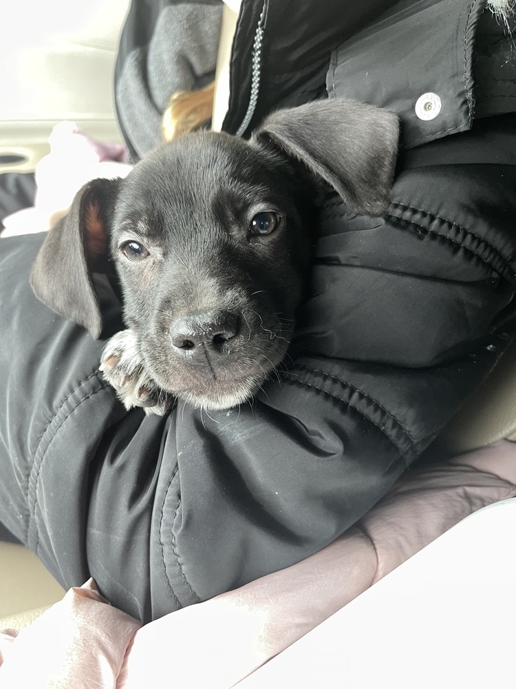 Dancer (Ivy's Litter)
