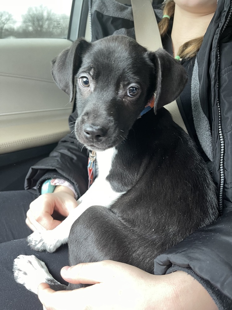 Dancer (Ivy's Litter)