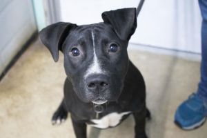 Baxter (Bart), Adult Male Pit Bull Terrier