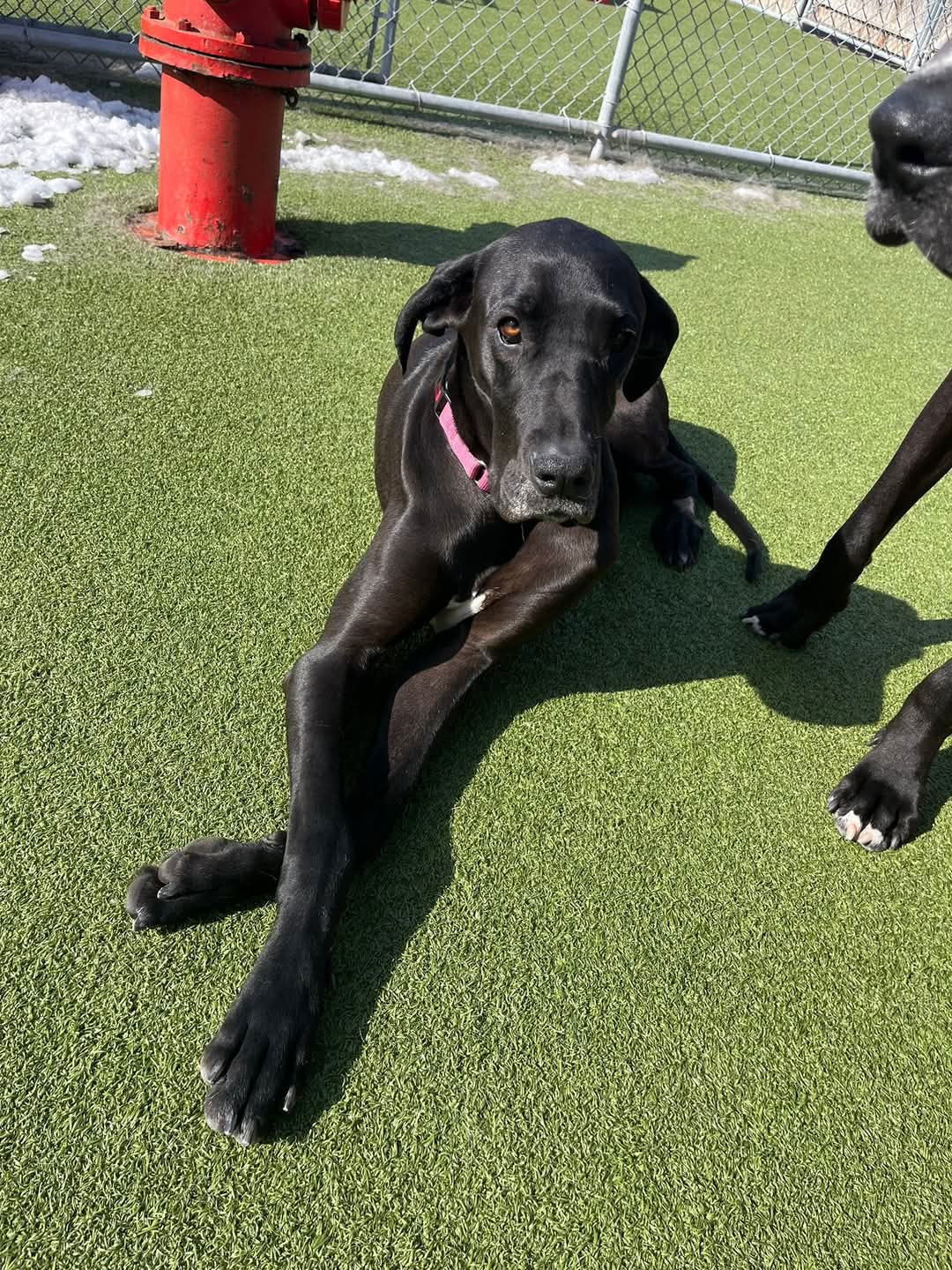 Ruby, an adoptable Great Dane in Buffalo, MN, 55313 | Photo Image 1