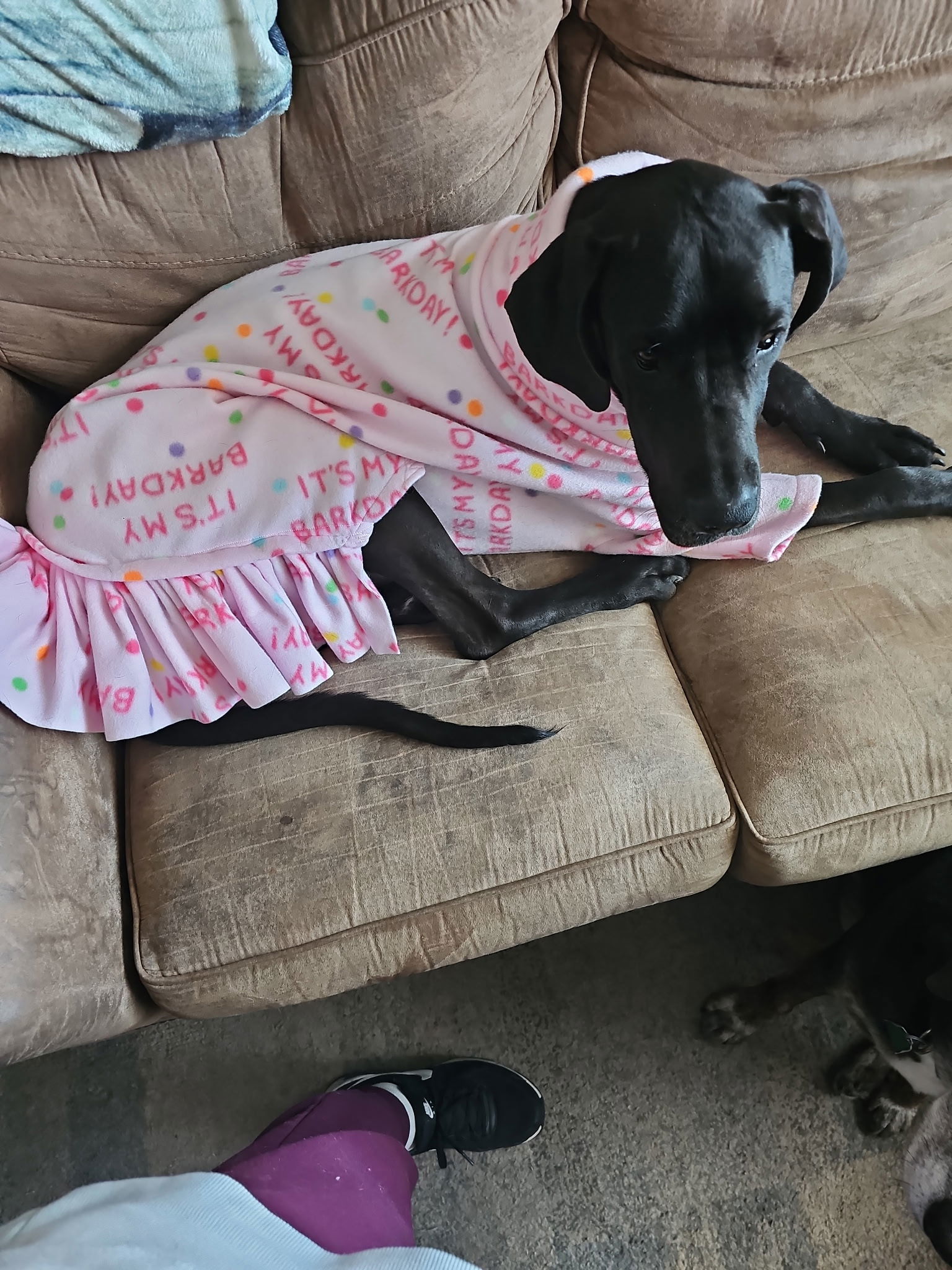 Ruby, an adoptable Great Dane in Buffalo, MN, 55313 | Photo Image 2