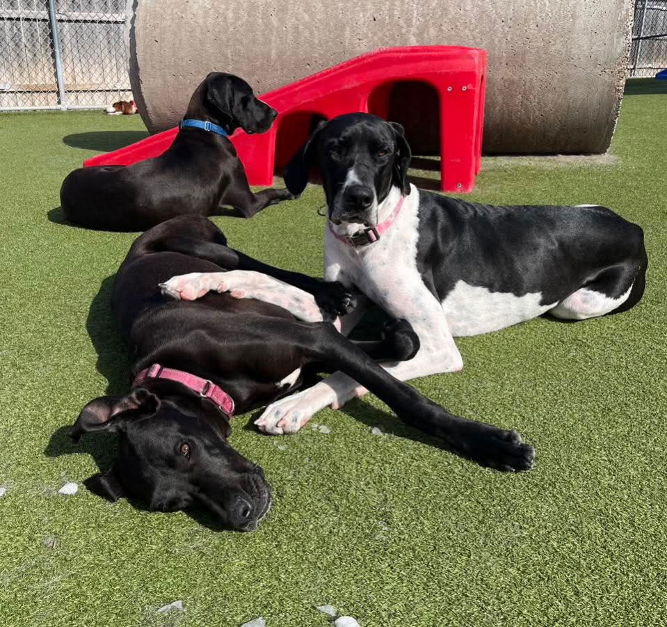 Ruby, an adoptable Great Dane in Buffalo, MN, 55313 | Photo Image 3
