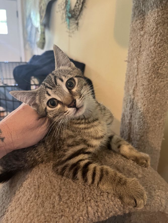 Snickers - House/Barn cat