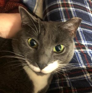 Momma Home and Barn, Adult Female Domestic Short Hair