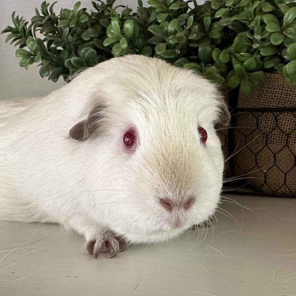 Elsa