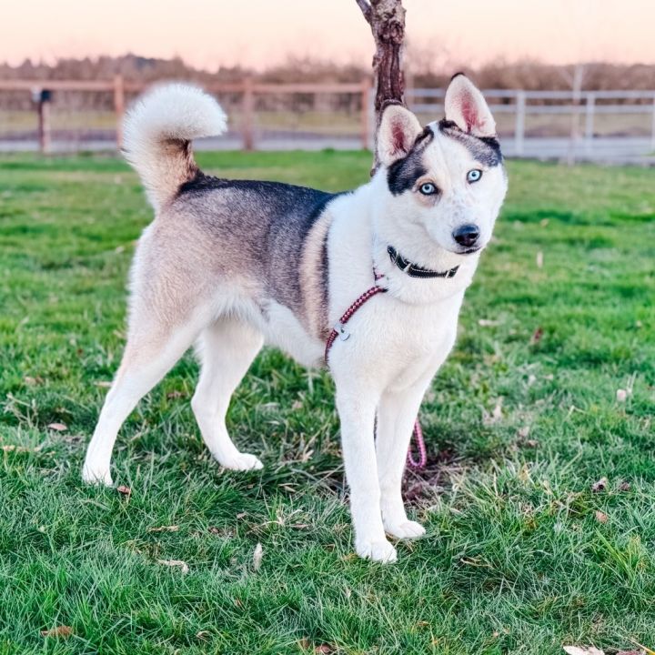 Luna 1